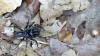 Atypus sp.